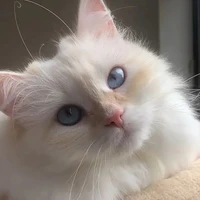 ยูกิ