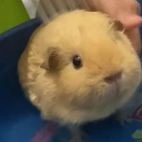 แอดเอง