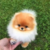 วง​ เจ้าหมี