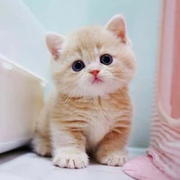 คอร์กี้