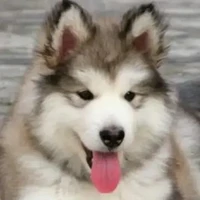 แอดคุง