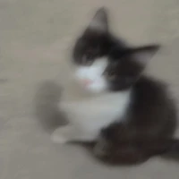 Kirara