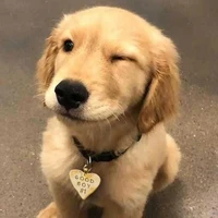Good boy (หมาของพอ.)
