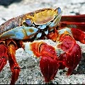 juan pablo