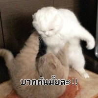 แอดเองๆ