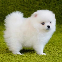 ปุยเมฆ(สุนัขของนอ.+พอ.)