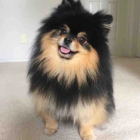 Yeontan 
