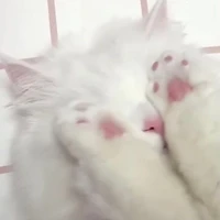พับดาว✩٭