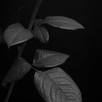 นักเรียน