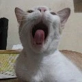 (Lina)kucing 🐈