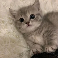 belle [FL PET]