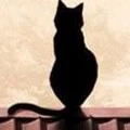 gato