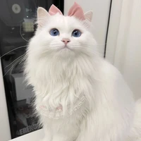 เปาเปา