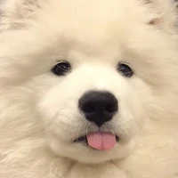 ซาลาเปา