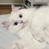 ซานต้า(แมวพอ.)🐱