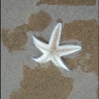 Coral (dull author)