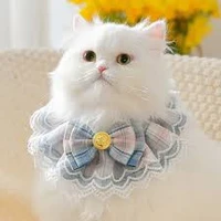 เเมว พ.อ
