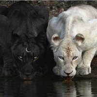 เเบล็ค:สัตว์เวทของ....มี2ร่าง