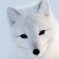 ครีม:สัตว์เวทของ......