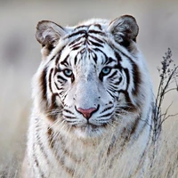 ไวท์:สัตว์เวทของ....