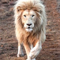 ชีต้า(สิงโตนอ)​