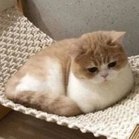 🐱ปิ่น(แงวน.อ)🐱