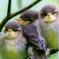 Birds