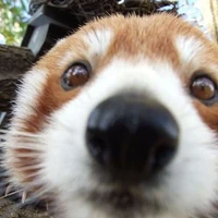แอด