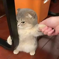 แอคเองค่า