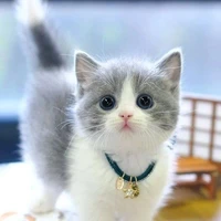 Kitty 😸