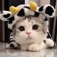 บิงซู