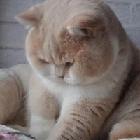 tofu cat