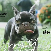 เสือ/สิงค์