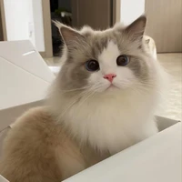 เดม่อน
