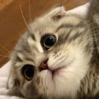 แมวของเอมิ (สมชาย)