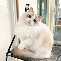 คาร่า