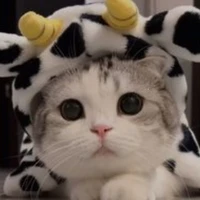 ดาก้า(น้องเหมี่ยวของนอ.)