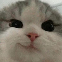 เเอดเป็นเเมว