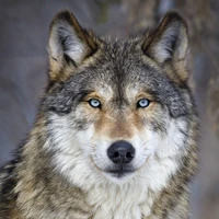 Tyler(wolf form)