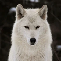 Vienna(wolf form)