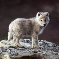 Milo(fl wolf bro)