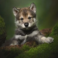 Akira(fl wolf sis)