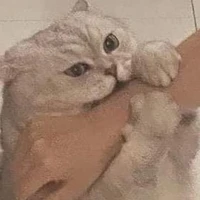 y/n