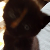le le chat de kao