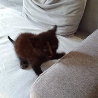 corail le chat de kao