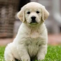 น้องเกิ้ล