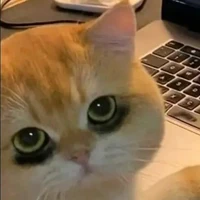 แม๊ว!