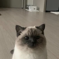 ชาเขียว(แมว)