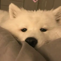 เกอร์(หมาพ.อ)