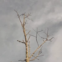 ranting pohon